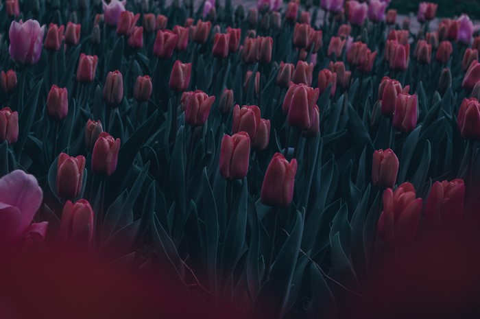 Dark field of red and pink tulips with green leaves