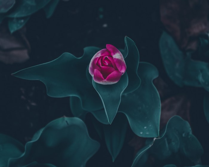 Pink tulip bud with dark green leaves