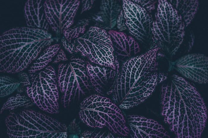 Macro view of dark green and pink leaves