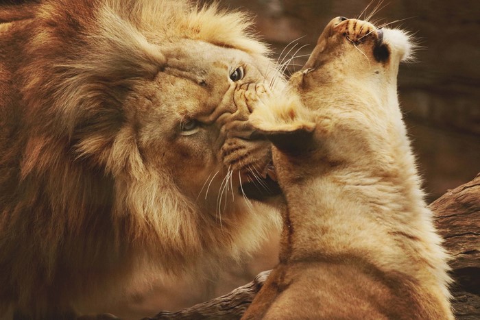 Two lions interacting closely
