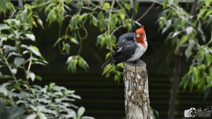 Red-crested cardinal perched on a wooden post