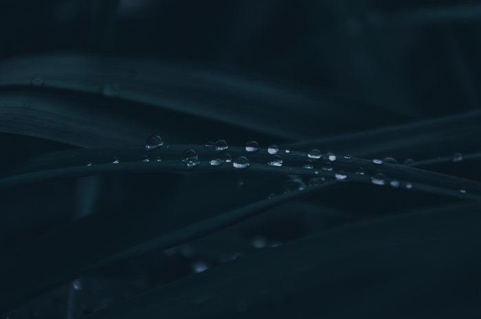 Raindrops on dark leaves