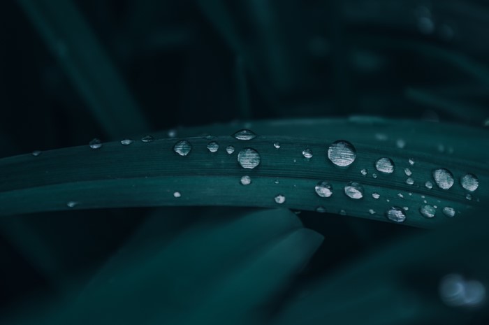 Water drops on dark green leaves