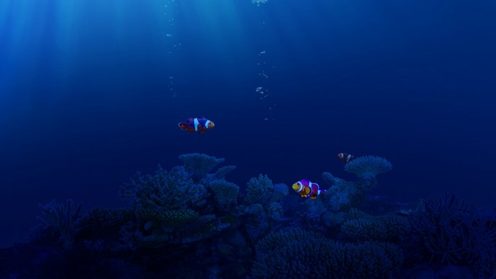 Clownfish swimming near coral reef underwater