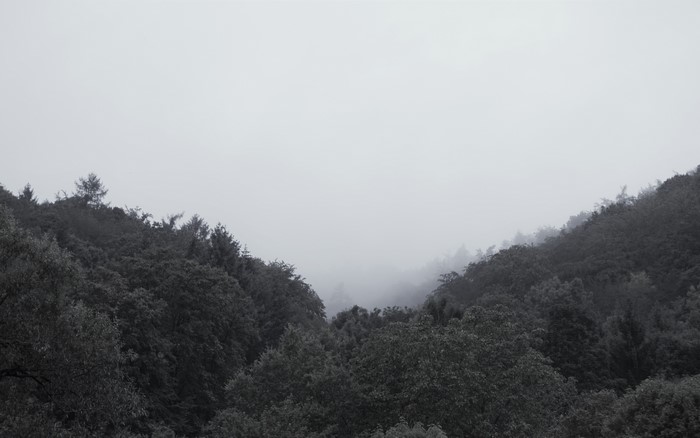 Monochrome forest in fog
