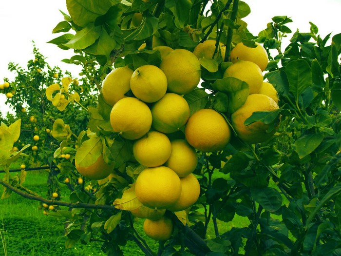 Lemons on a tree branch in Italy