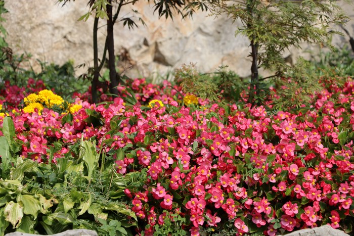 4K Castelmonte Italy Flowers