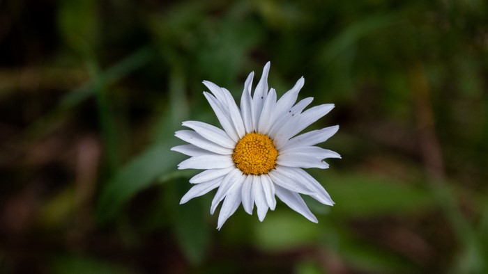 White daisy flower with yellow center