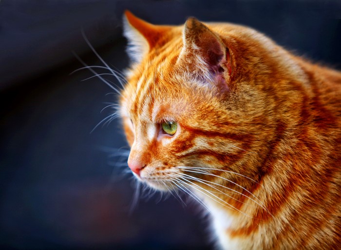 Close-up of an orange tabby cat's face