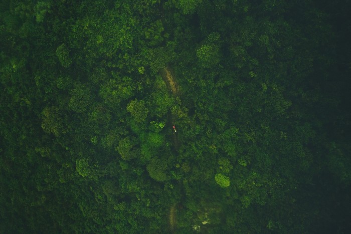 Person walking on a path through a dense forest