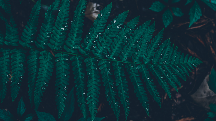 Dark fern leaf with water droplets