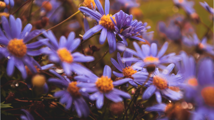 Purple flowers with water drops and bokeh