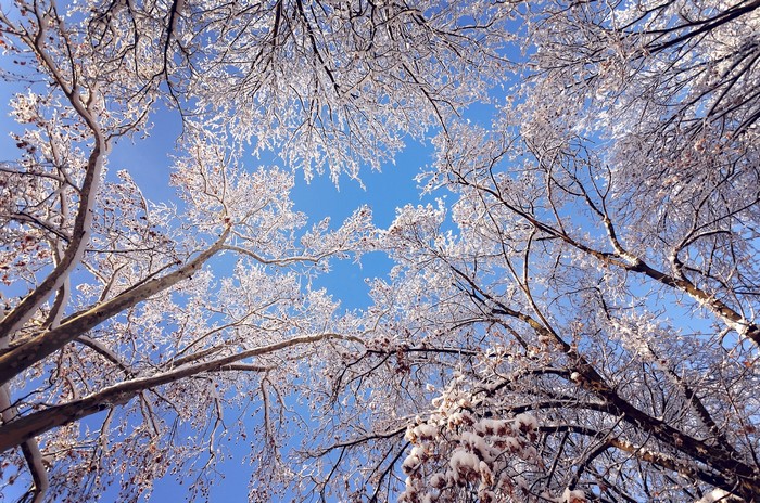Winter trees covered in frost against a blue sky