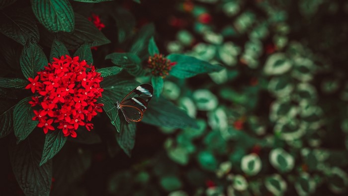 Butterfly on red flowers with green leaves