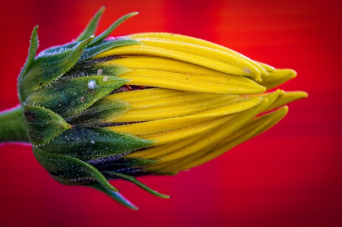 Yellow flower bud with green sepals on red background