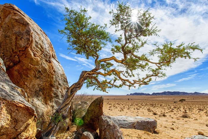 Twisted tree in the desert landscape of Africa