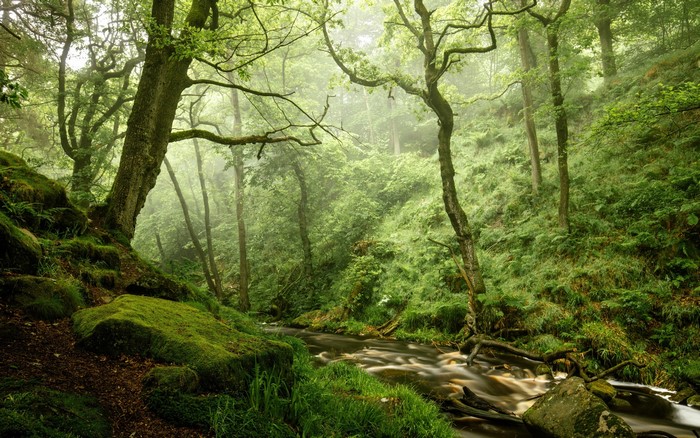 Misty forest with a flowing creek and mossy rocks