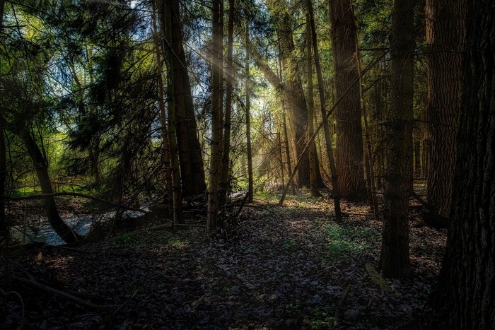 Sunlight filtering through a dark forest with trees and a stream