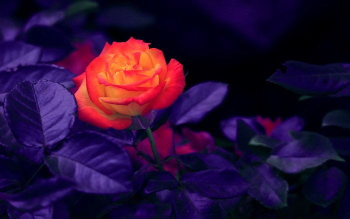4K Orange and Red Rose with Purple Leaves