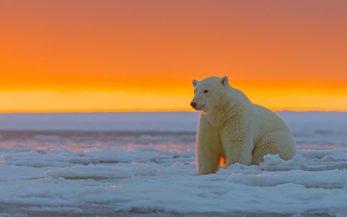 Polar bear sitting on ice at sunset
