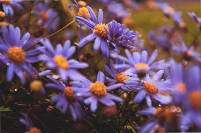 Purple flowers with yellow centers and water drops