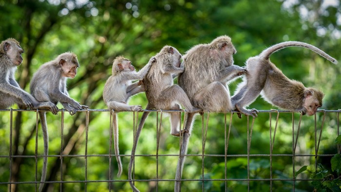Monkeys sitting on a fence and grooming each other