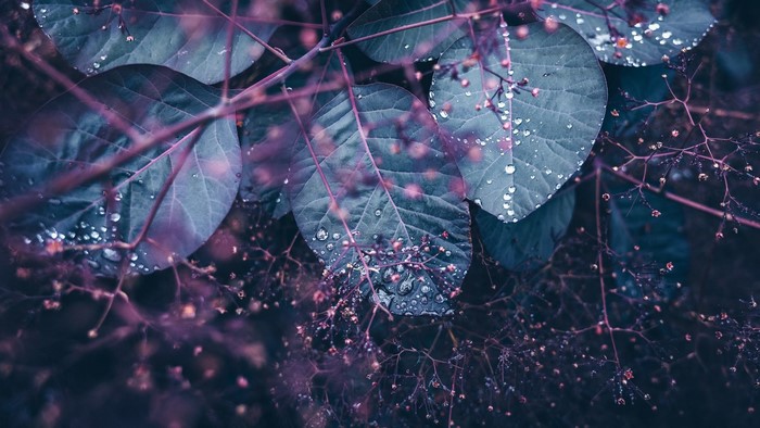 Close-up of wet purple leaves and branches