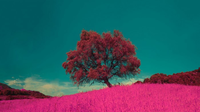 Tree in a pink field under a teal sky
