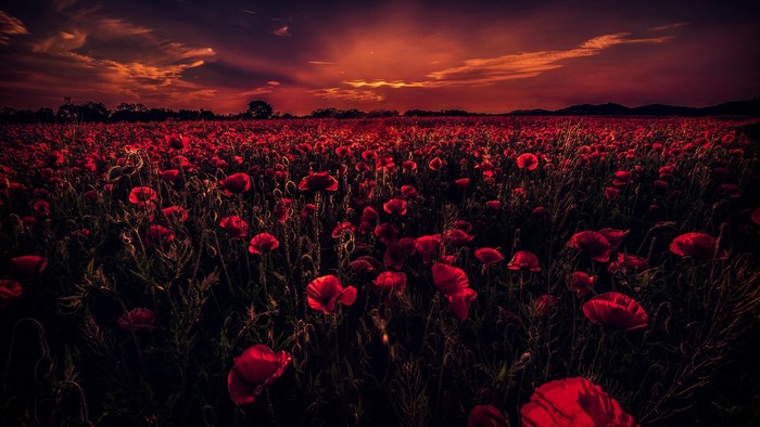 Field of red poppies at sunset