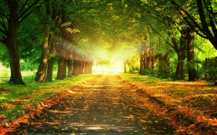 Sunlit path through a tree-lined avenue in autumn