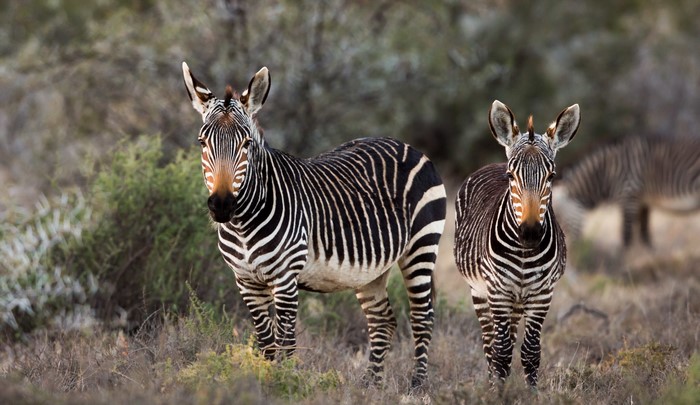 Two zebras standing in a dry grassy field