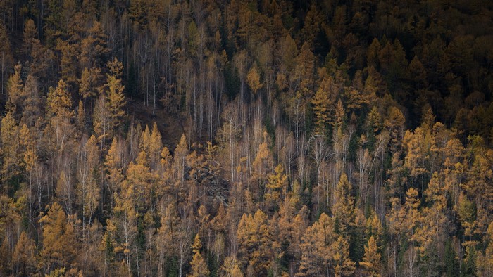 Autumn forest on a mountainside