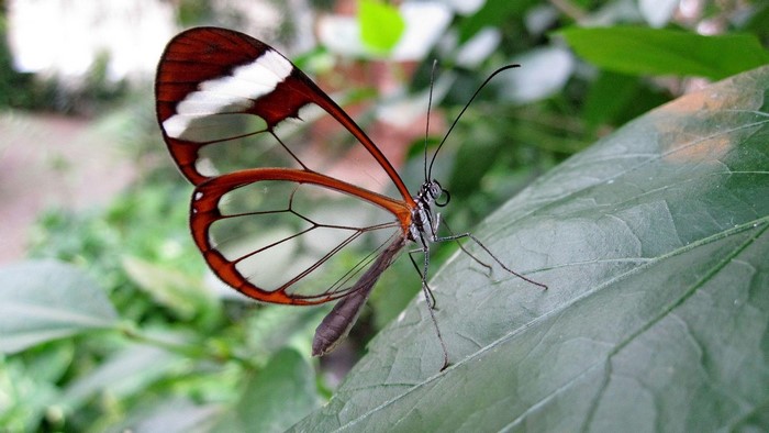 Glasswing butterfly on a green leaf