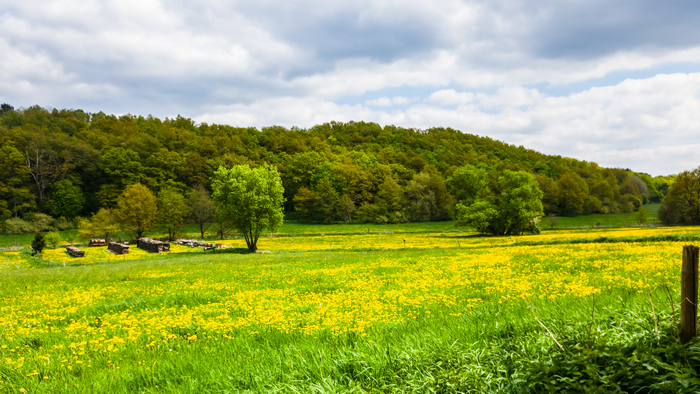 Yellow flowers in a meadow with trees and mountains