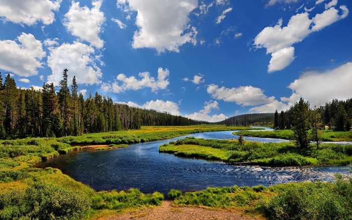 A winding river flows through a meadow with pine trees