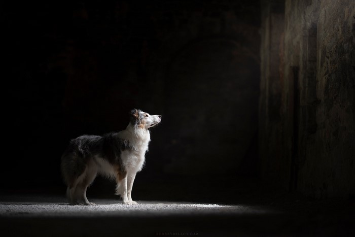 A dog stands in a dark, stone room with a light beam.