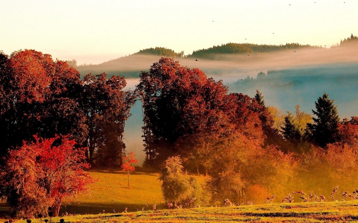 Autumn forest with mist and birds