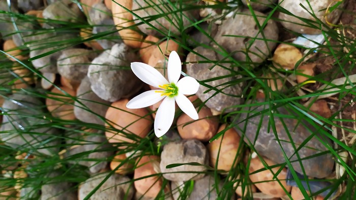 White flower with green center on rocks and grass