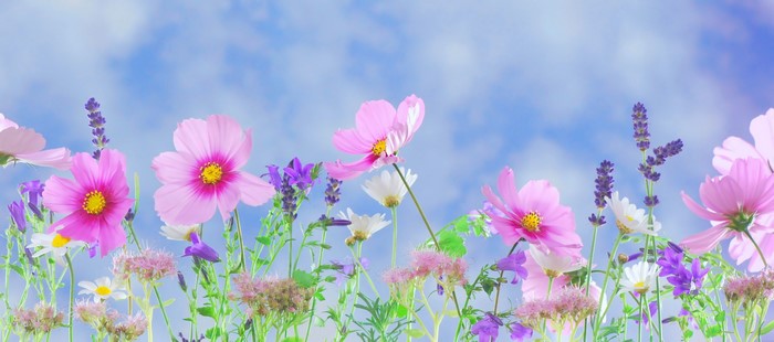 Field of colorful wildflowers under a blue sky