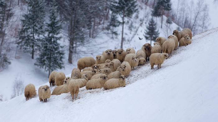 Flock of sheep on a snowy hillside in winter