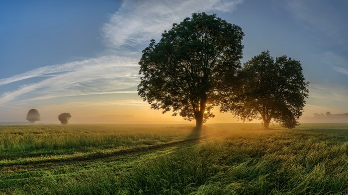 Trees in a field at sunrise, Bavaria
