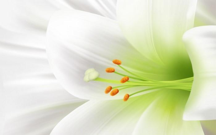 Close-up of a white lily flower with orange stamens