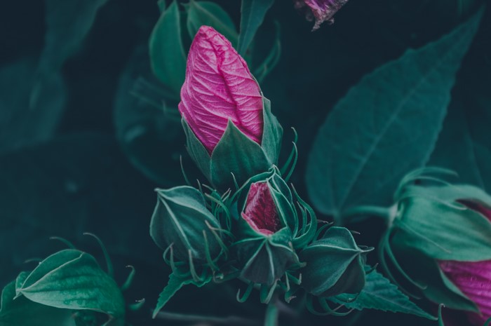 Pink hibiscus flower buds with green leaves