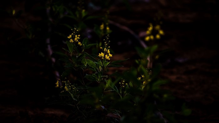 Yellow flowers on a dark background