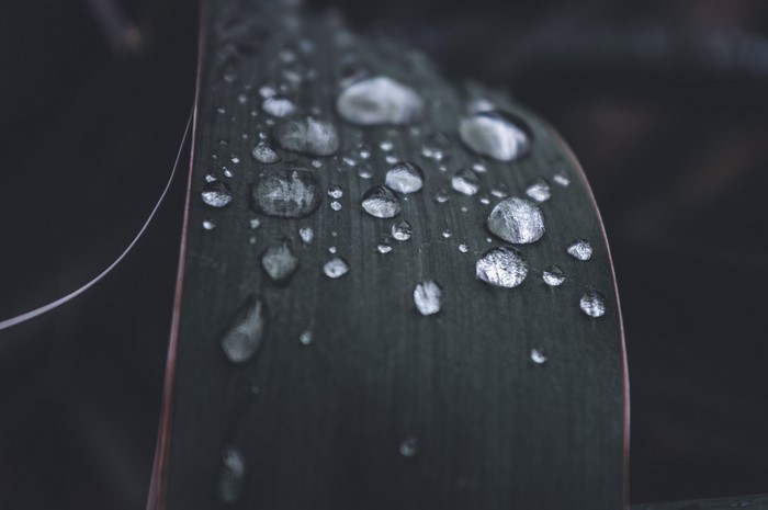 Water Drops on a Dark Leaf