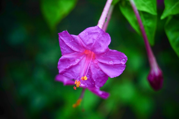 Purple flower with water droplets