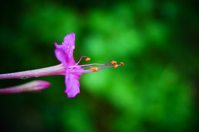 Purple flower with orange stamens and water droplets