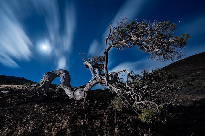 Twisted tree under moonlit sky with streaking clouds