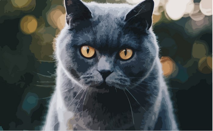 4K British Shorthair cat portrait