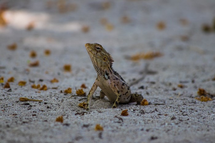 Lizard on sandy ground with fallen leaves